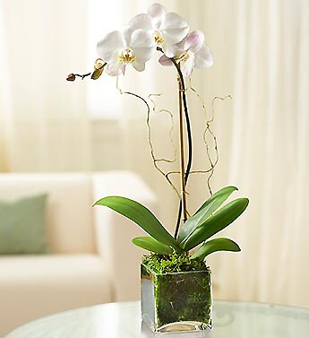 White Orchid with soil moss base – Blanc Box